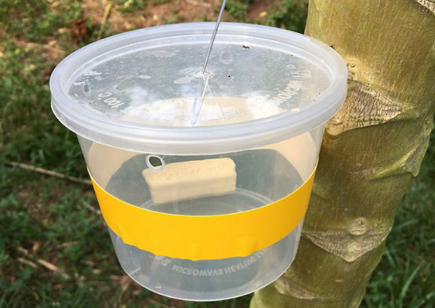 PSU Researchers invent Para Rubber Foam for Insects Trap to reduce costs for Thai Farmers
